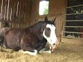 In the Barn with my Boyfriend VI pt3