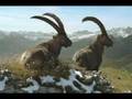 Graubünden Bünder-Staibock-Werbung 2 - YouTube