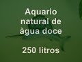 Esse é meu aquário de 250 litros de àgua doce. 