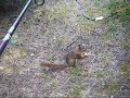 Funny Squirrel Fishing