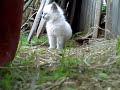かわいい猫動画