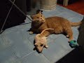 Sixten VS Ratilla II