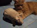 Sixten VS Ratilla II