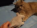 Sixten VS Ratilla II