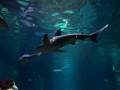 videos de Shark Quiz:  Salt or Not