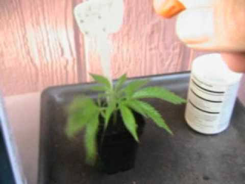 how to clone with dip n grow