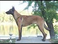 daeron in szentendre dog show