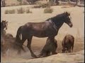 horse tribut 2 horse tribut 2