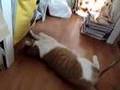 ニャンコにまたたび(1)