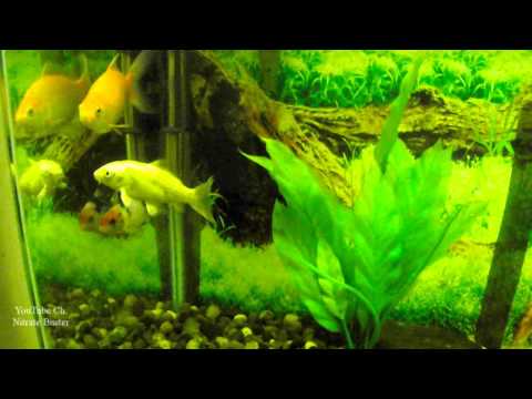 how to grow koi fish