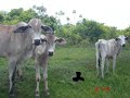 slideshow com algumas fotos, saudades de todos e de tudo, bonif�cio � bom demais.
quando eu voltar tem mais, 10 dias na casa da tia? 10 dias de festa! =d

m�sica - rei do gado ( ti�o carrero e pardinho )

amo muito todos ai, beijos.