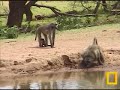 Baboon Family 12-10-07 Baboon Family 12-10-07