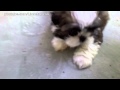 Shih