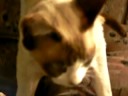 devon rex cats devon rex cats
