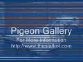 Racing Pigoen Photo Gallery