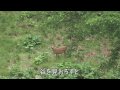 ホンシュウジカのくらし(Sika Deer <Cervus nippon>)