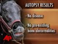 according to autopsy results, eight belles had no diseases or pre-existing bone abnormalities that caused the filly to break down after finishing second in the kentucky derby. (may 15)