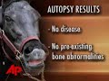 autopsy-reveals-filly-eight-belles-was-healthy.html
