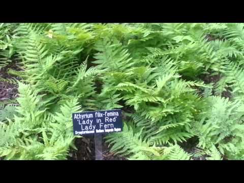 how to fertilize autumn ferns