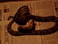videos de Tiger Retic Feeding