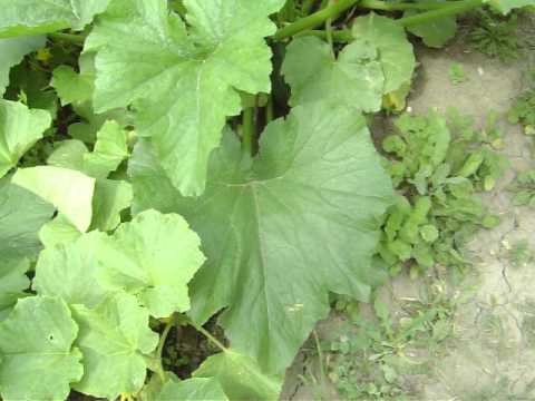 how to tell when zucchini is ready to harvest