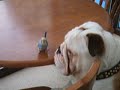 bennyboy