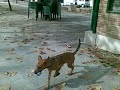 perro adiestrado santa fe granada