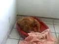 chato chaquetero