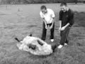 Sheep Savers