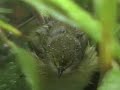 White-eyed Vireo