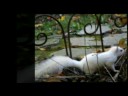 White Squirrels of Arden White Squirrels of Arden