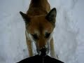 Zoe the shiba inu in snow Zoe the shiba inu in snow