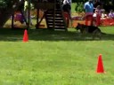 Ct police k9 olympics
