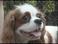 Cavalier King Charles Meetup NYC Thompkins Square Park