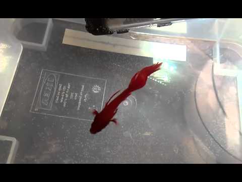 how to treat fin rot in bettas