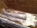 Body of 3000 years old Kurdish king found in Kurdistan (Not Persian)