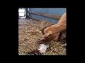 Baby goats first steps