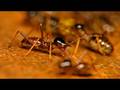 videos de Termite Control : How Do Termites Protect Themselves?