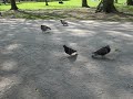 Twitterpated Pigeons