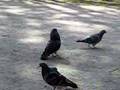 Twitterpated Pigeons
