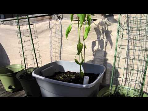 how to transplant artichoke plants