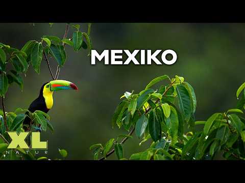 Faszination Mexiko: Von grünen Inseln und wunderschö ...