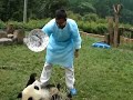 Panda bears 3/3