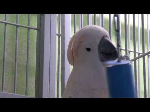 Marjie's Menagerie's Reggae Birdy Bop