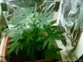 Durban Poison