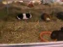 de dierenwinkel