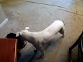 Pit Bull Pup Trick