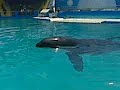 Lolita spy hopping at Miami Seaquarium: June 5th, 2009