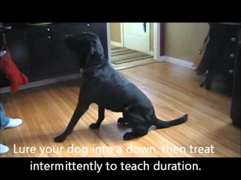how to stop your dog from barking at the door