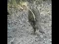 Ruffed Grouse
